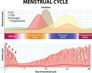 What Is the Menstrual Cycle